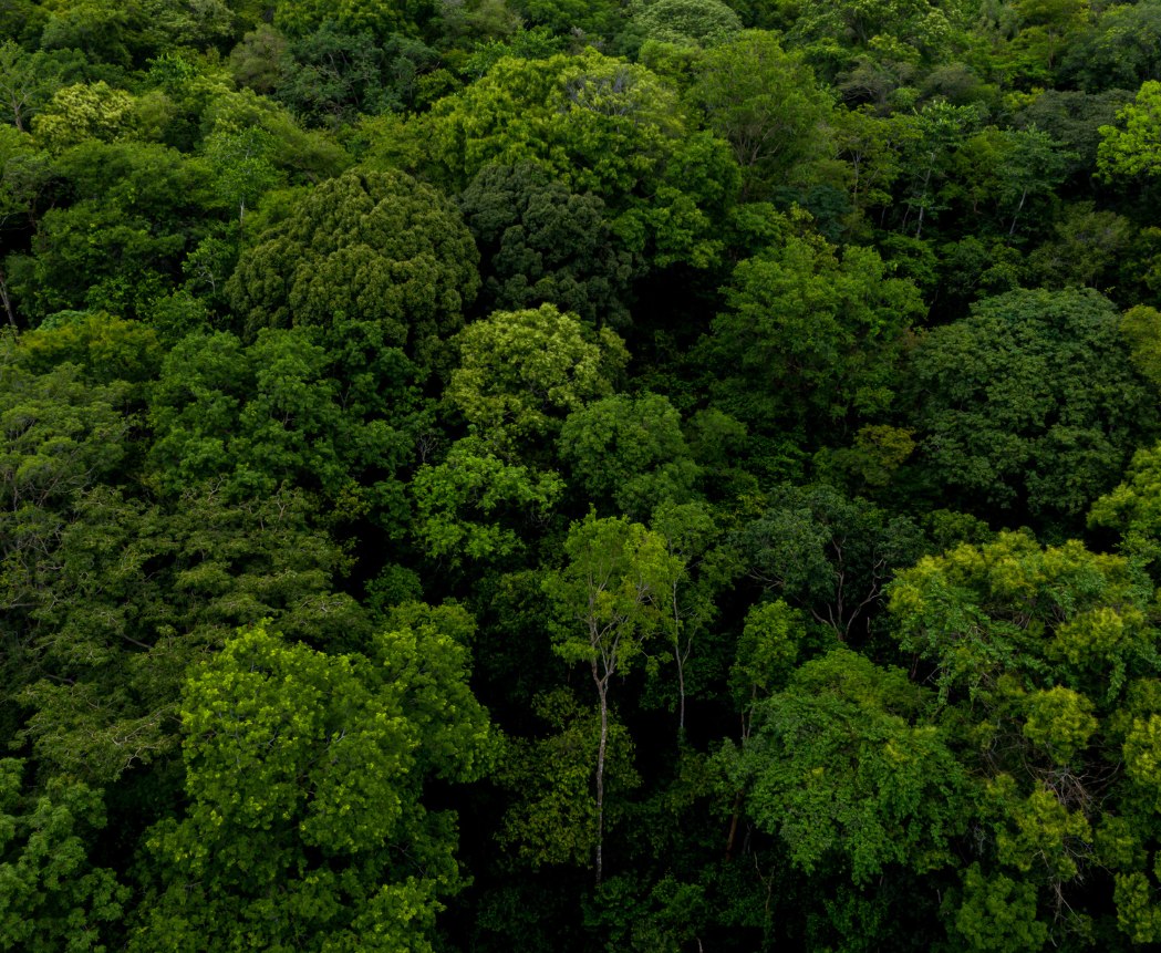 Dicht groen bos van bovenaf gezien